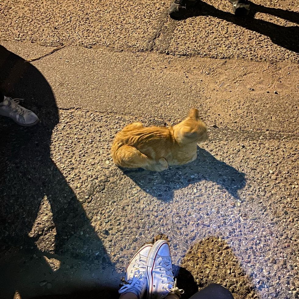 stray feline  friendly