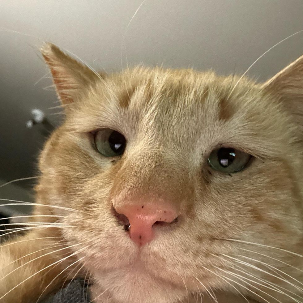 cross eyed tabby cat reggie