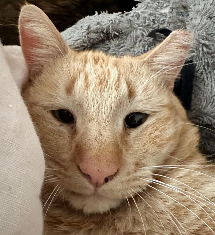 orange tabby cat cross eyed