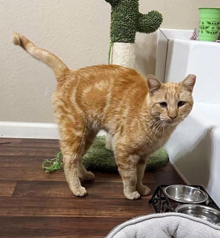 orange tabby cat reggie
