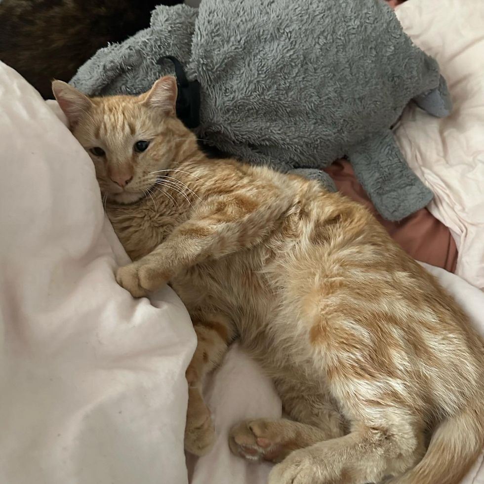 snuggly orange tabby cat reggie