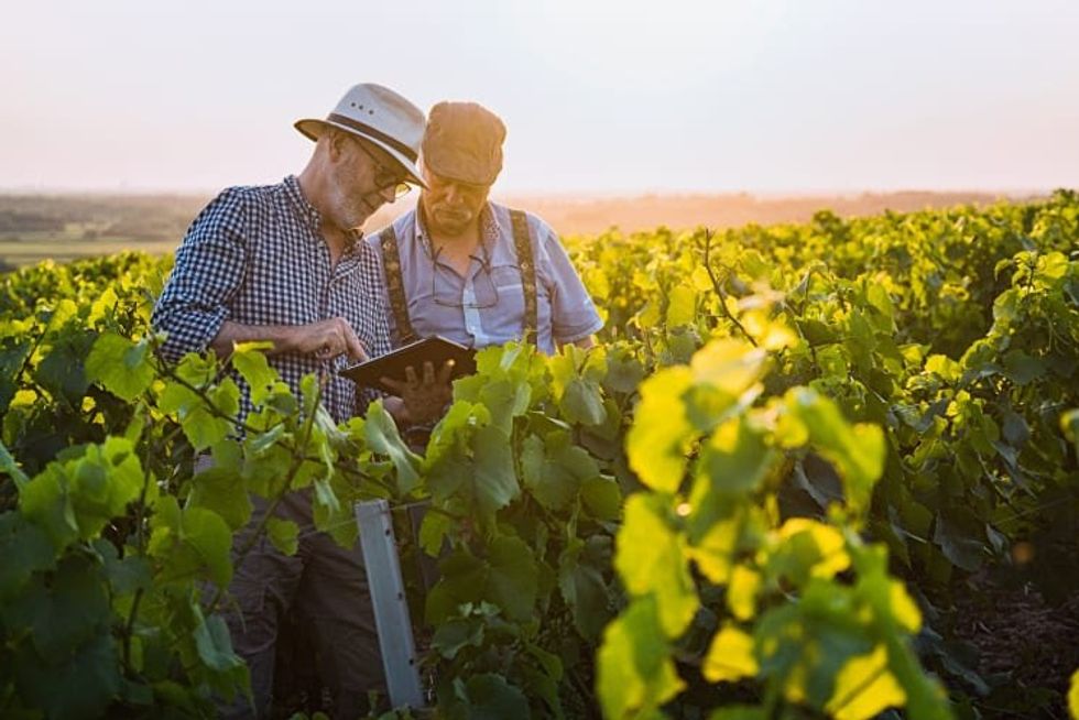 a photo of wine growers in a vineyard discussing water schecules on a tablet
