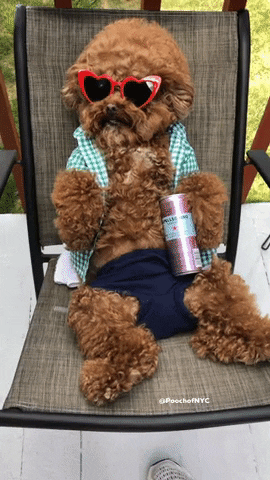 How'd You Like A Nice, Relaxing White House Press Briefing?