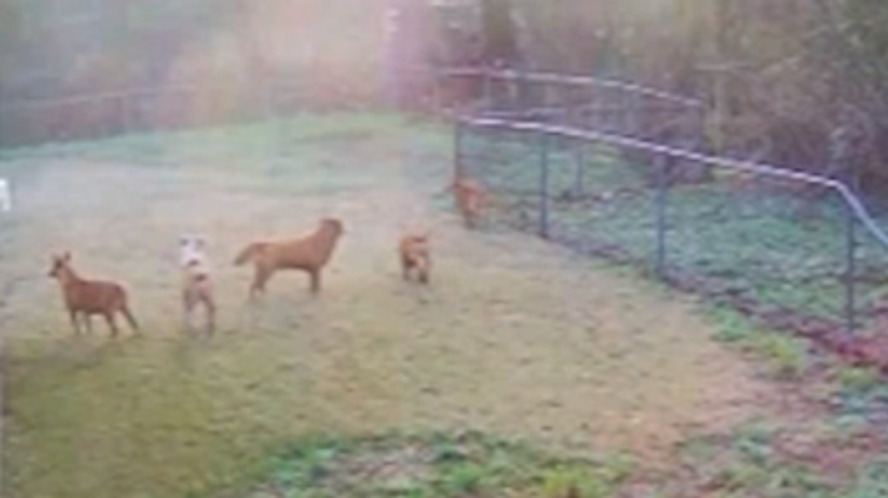 65-year-old man mauled to death by pack of dogs; woman carries gun to protect herself from dog attacks in town 65-year-old man mauled to death by pack of dogs; woman carries gun to protect herself from dog attacks in town