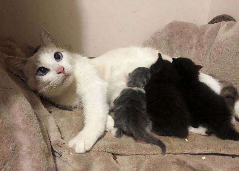 sweet cat nursing kittens