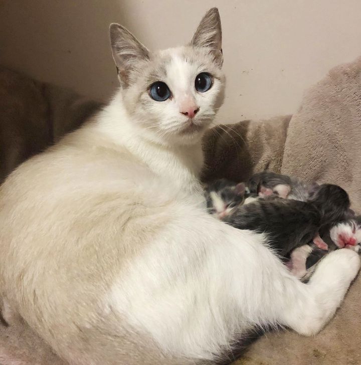 cat cross eyed, newborn kittens