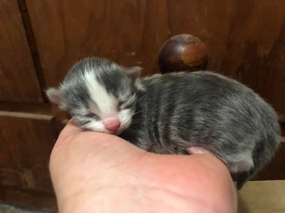 sleeping newborn kitten tiny