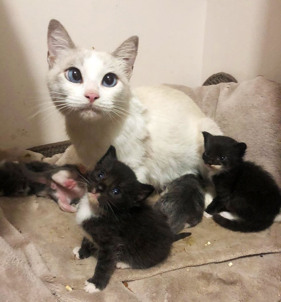 Cat Has Kittens on Her Way to Getting Help, Ends Up Adopting 2 Older