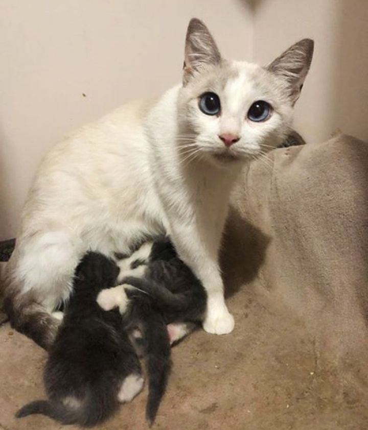 cross eyed cat nursing kittens