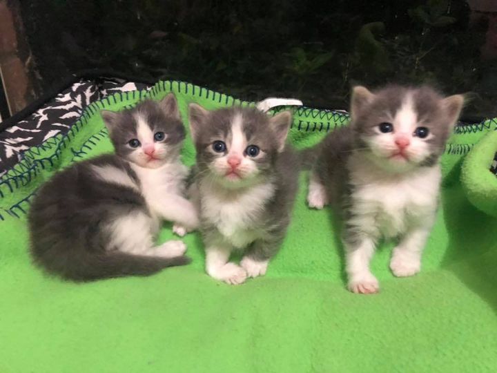 fluffy grey kittens