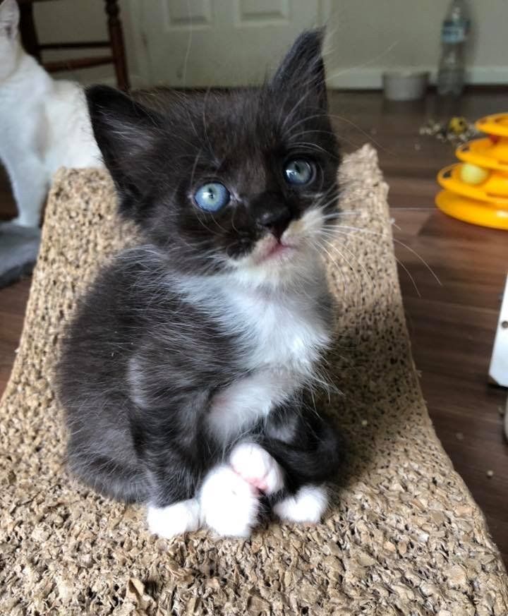 sweet tuxedo kitten