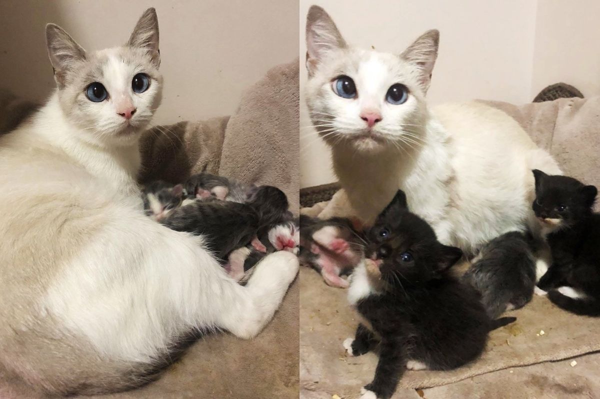 Cat Has Kittens on Her Way to Getting Help, Ends Up Adopting 2 Older Kittens Days Later