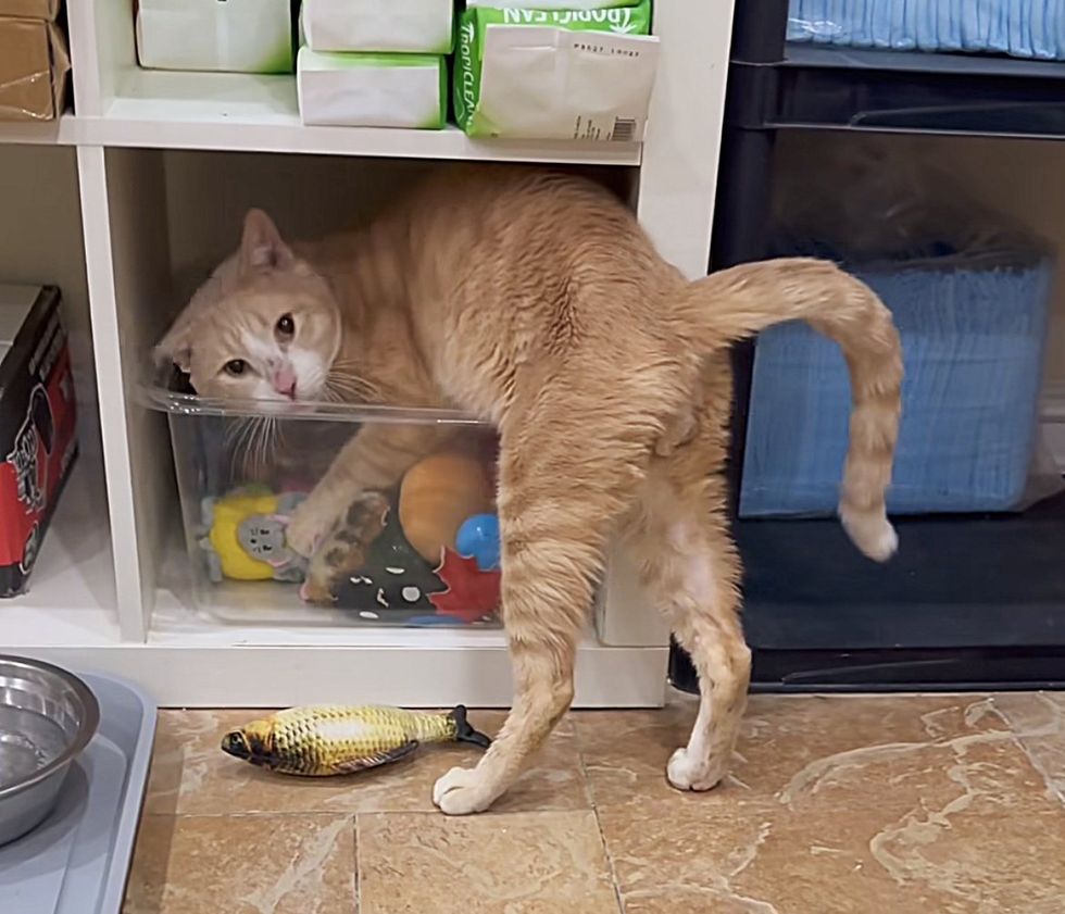 orange feline  loves toys