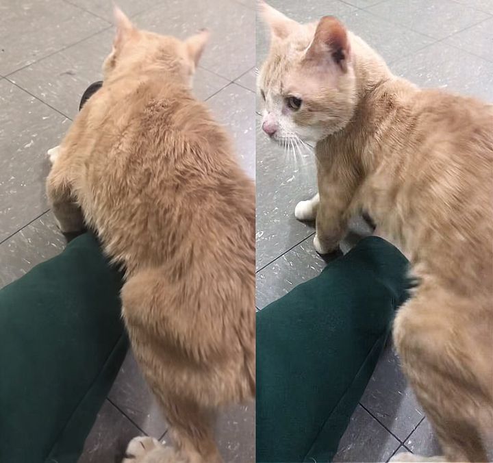 stray cat affectionate