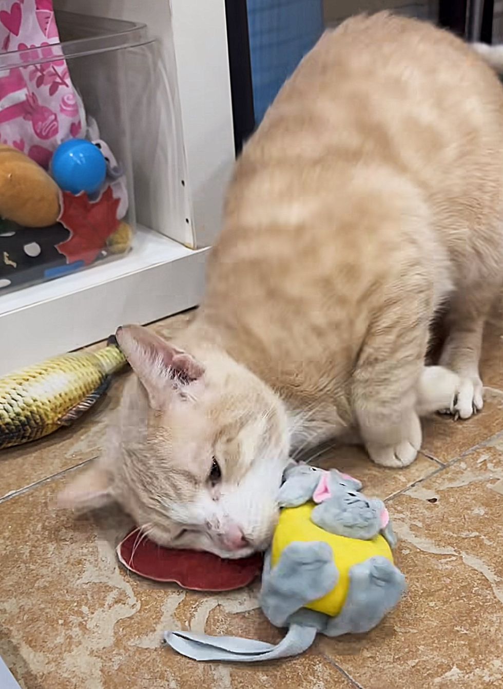 cat loves catnip toys
