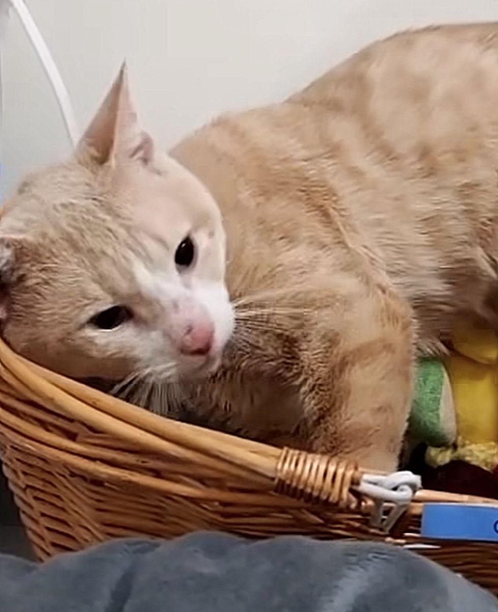 cat loves artifact  basket