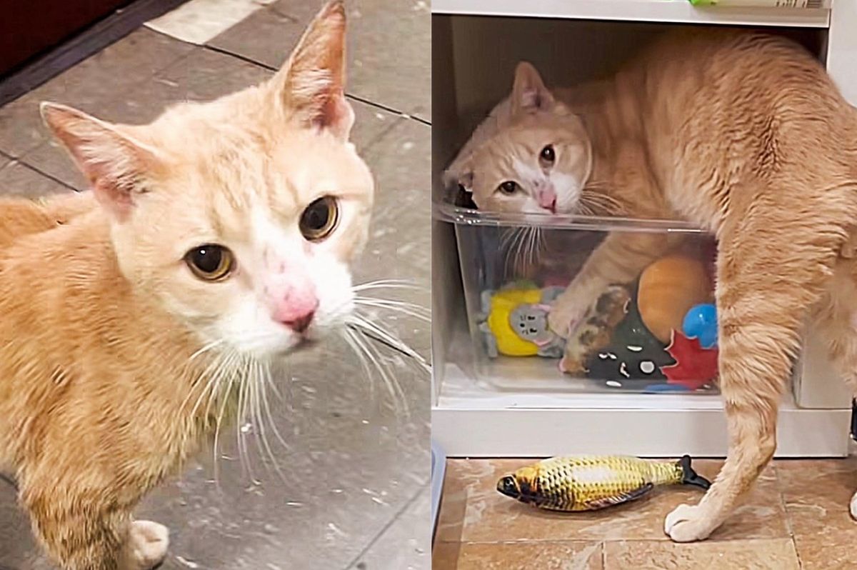 Cat Ran into Building Asking for Help and Ended Up Diving into a Bucket of Toys in Comfort and Warmth
