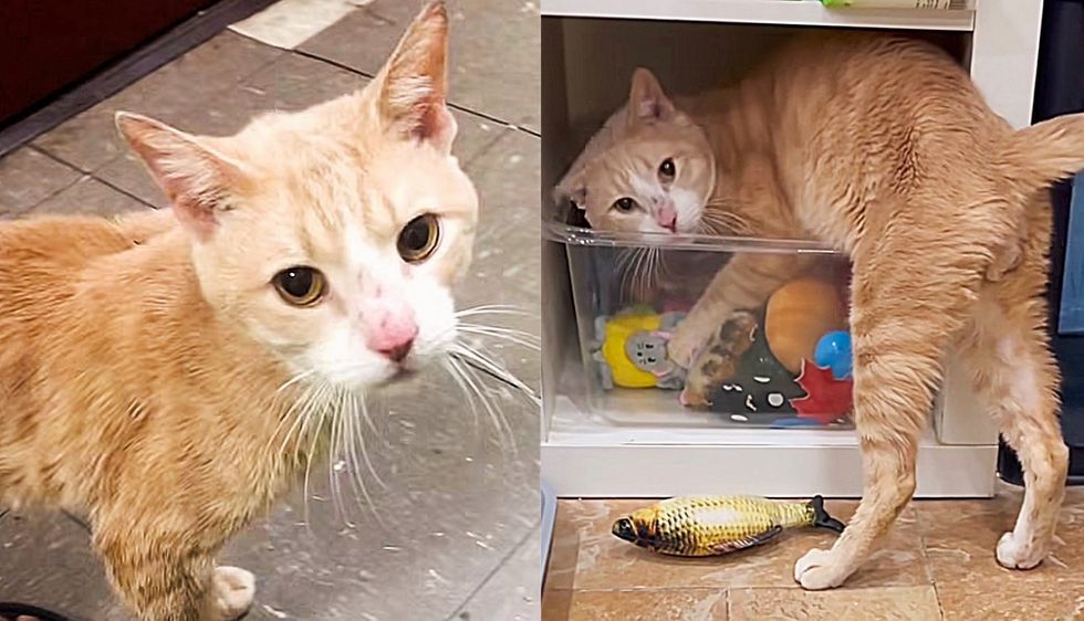 Cat Ran into Building Asking for Help and Ended Up Diving into a Bucket of Toys in Comfort and Warmth