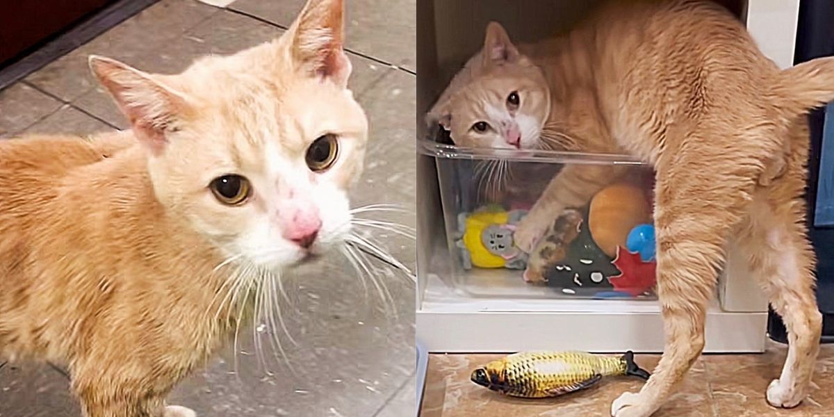 Cat Ran into Building Asking for Help and Ended Up Diving into a Bucket of  Toys in Comfort and Warmth - Love Meow