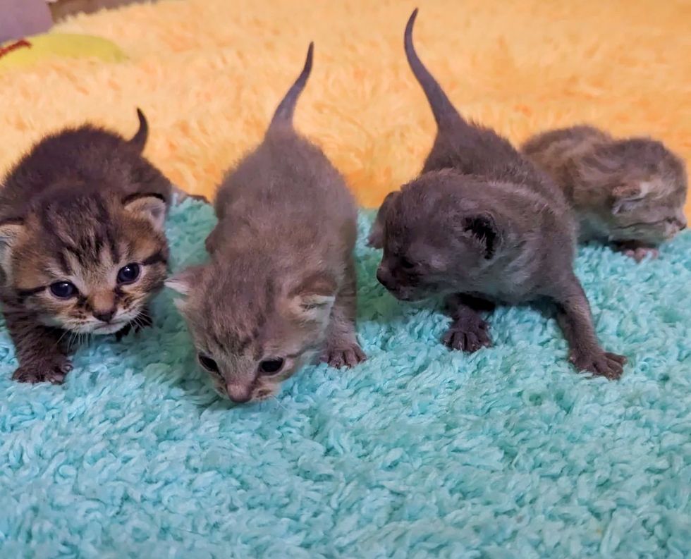 kittens walking