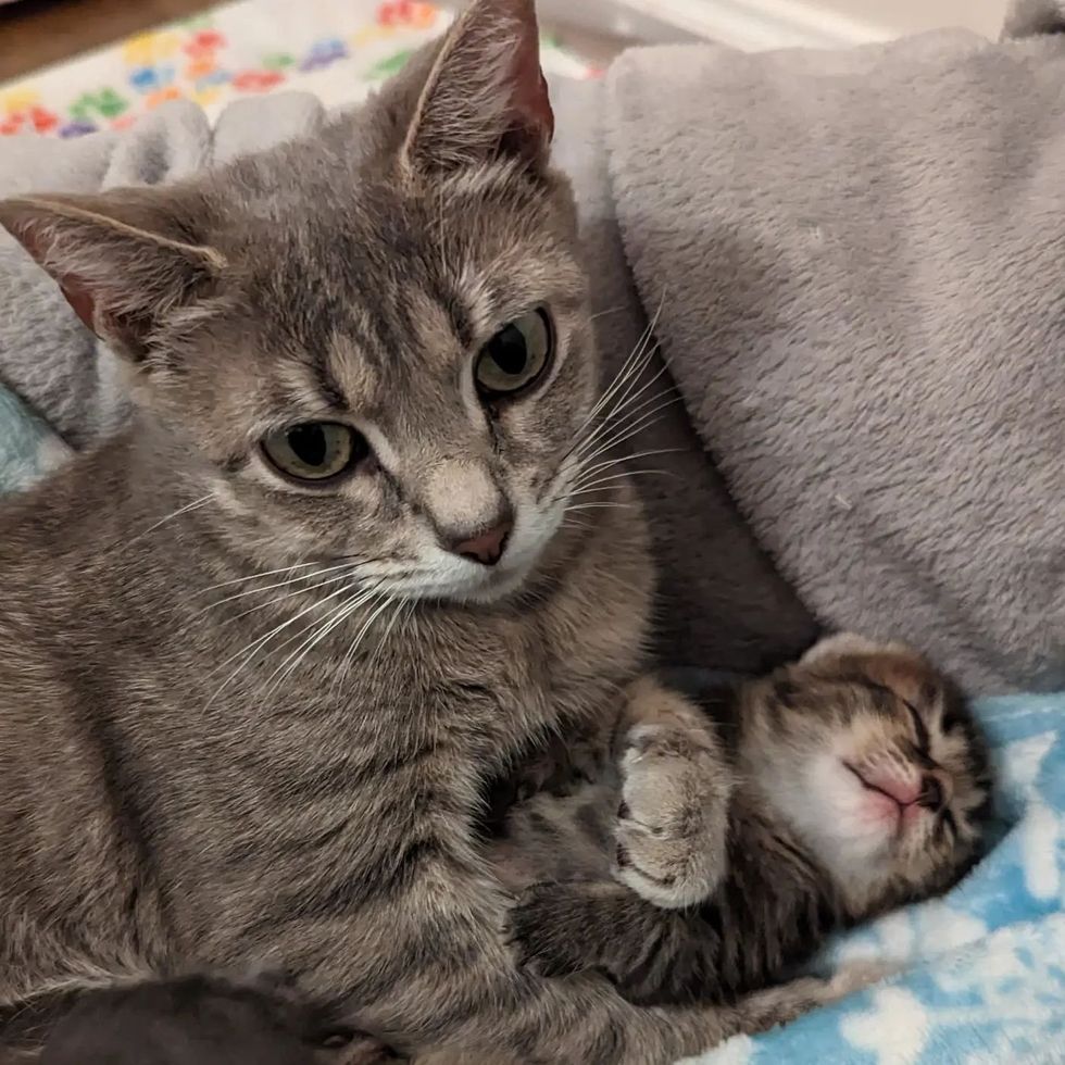 cat mom kitten