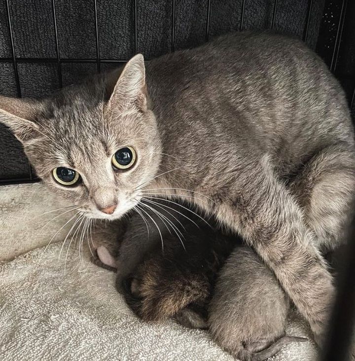 sweet cat mother kittens