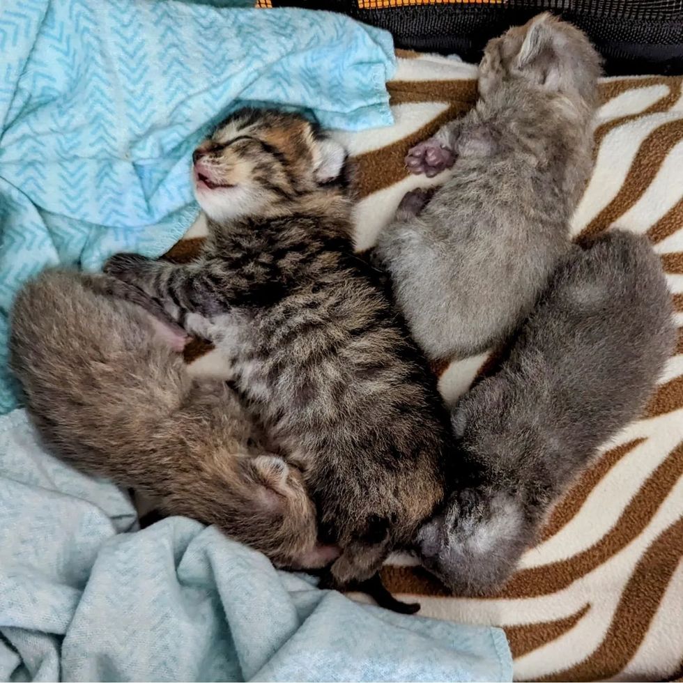 sleeping kittens