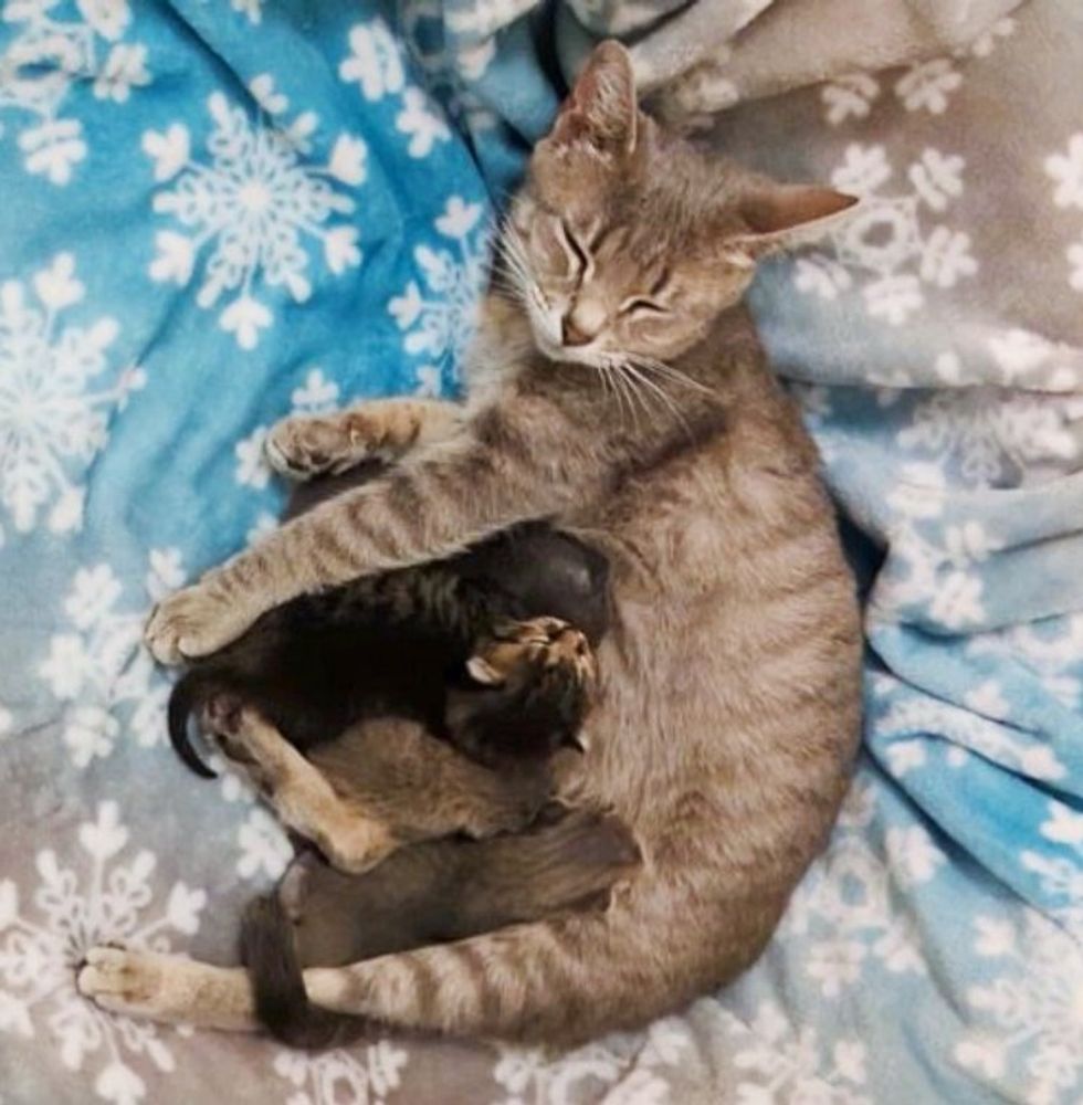 cat mom nursing kittens