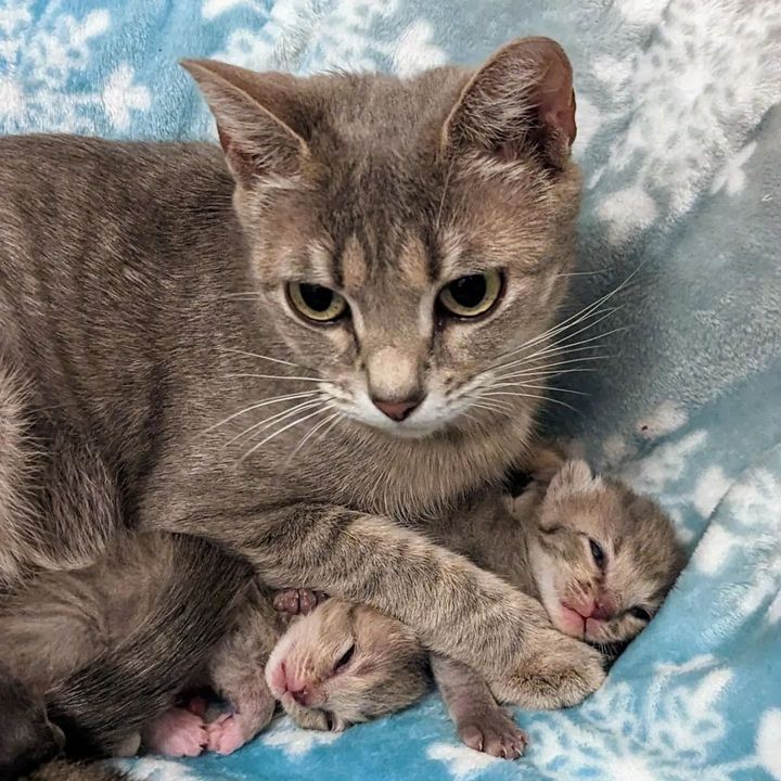 cat mom kittens snuggling