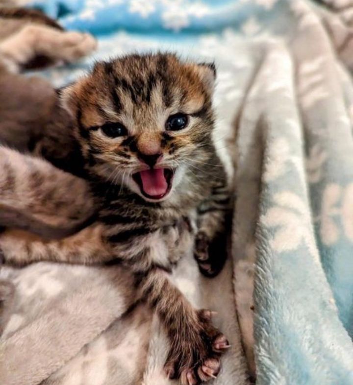 happy tabby kitten