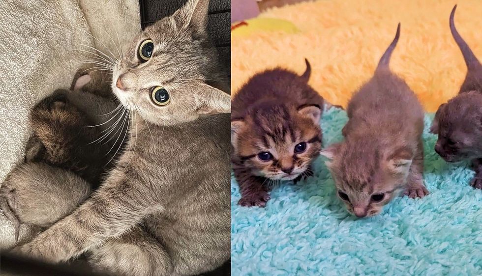 Cat with 4 Mouths to Feed Now Has a Comfy Place for Her Kittens, She Starts to Relax and Trust