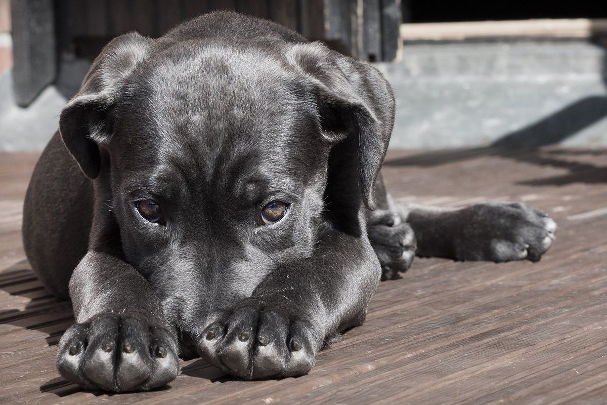 human behavior, dogs, sniffing the truth, experiment
