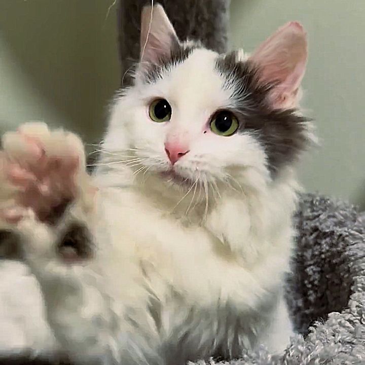 fluffy cat paw