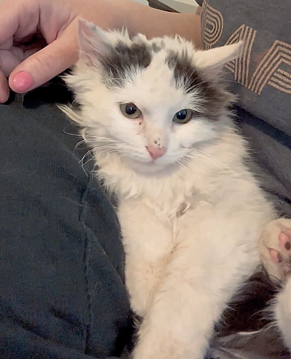 kitten snuggling lap