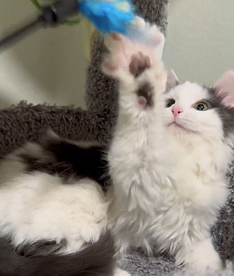 playful fluffy andy kitten