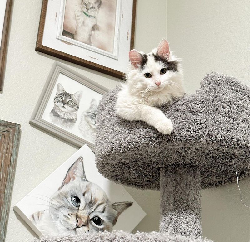 kitten cat tree andy