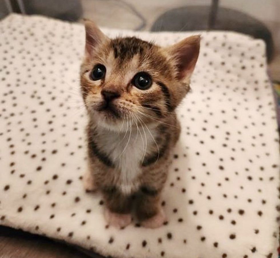 cute tabby kitten