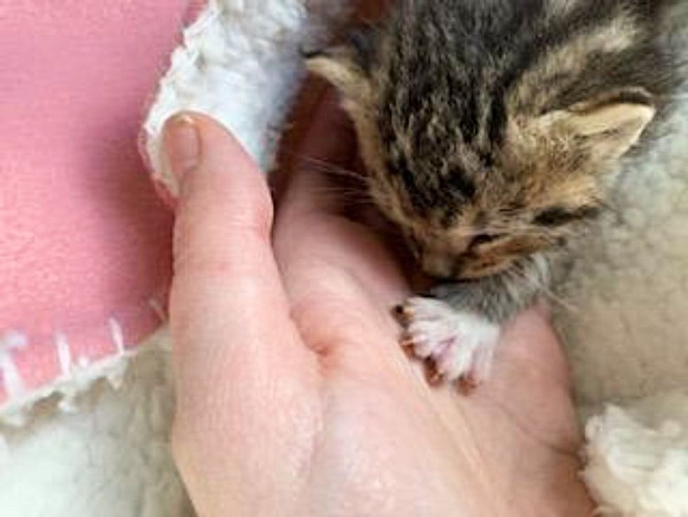 tabby kitten clasp  hands
