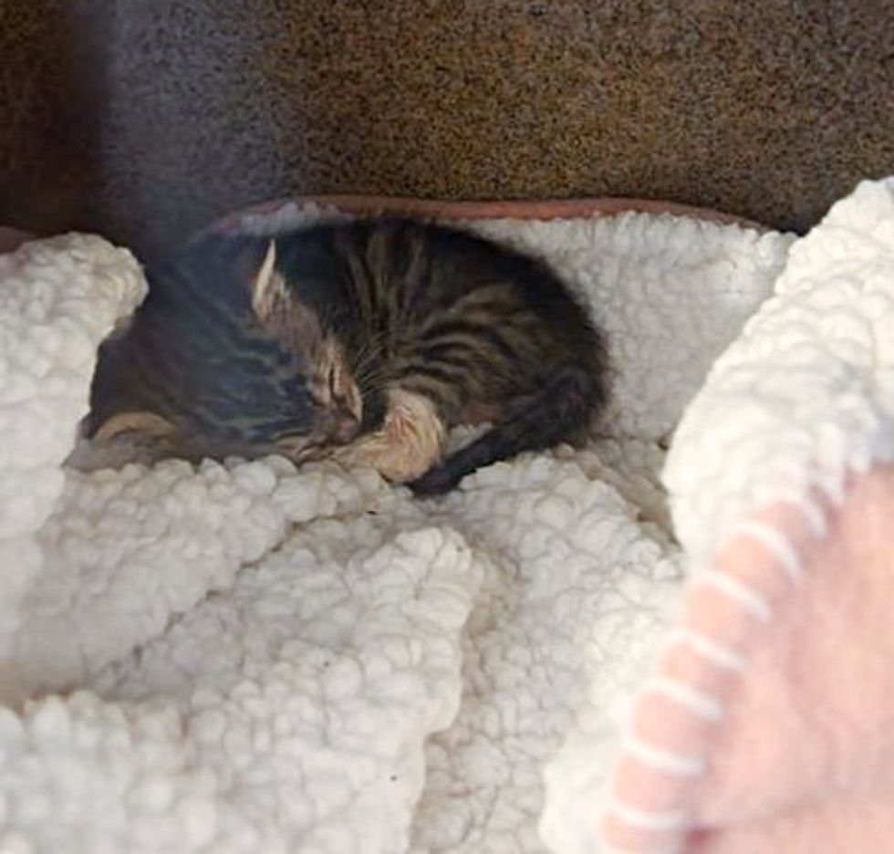 tiny tabby kitten sleeping