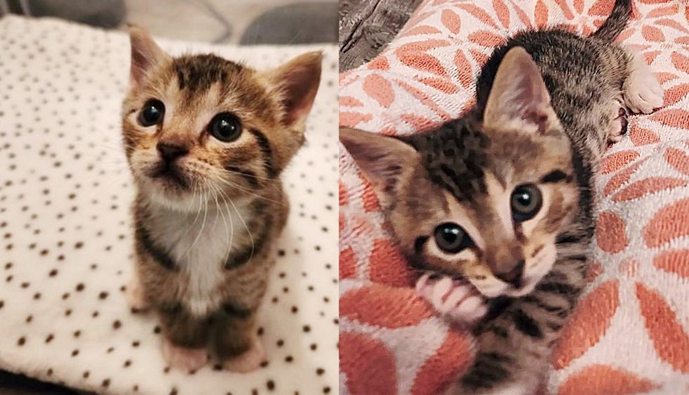 Lone Kitten Spotted on Cold Rainy Day, Now Plays Hard but Hugs Even Harder