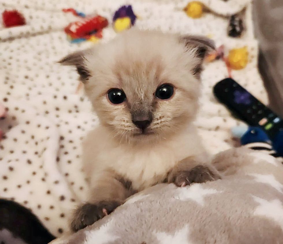 cute kitten large  eyes