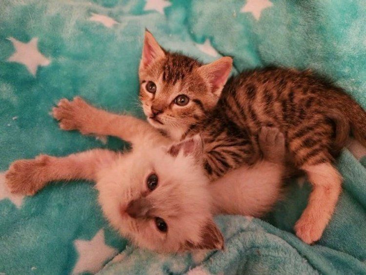 kittens best friends