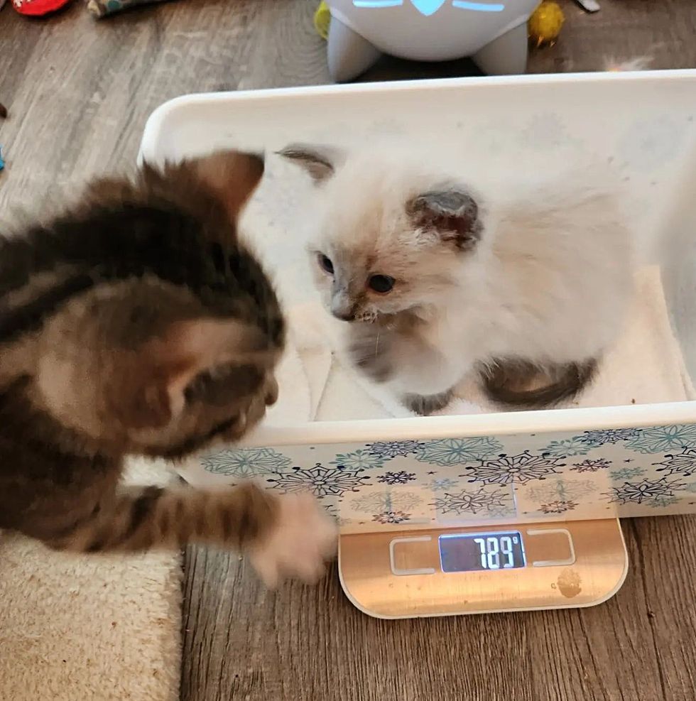 kittens brothers playful