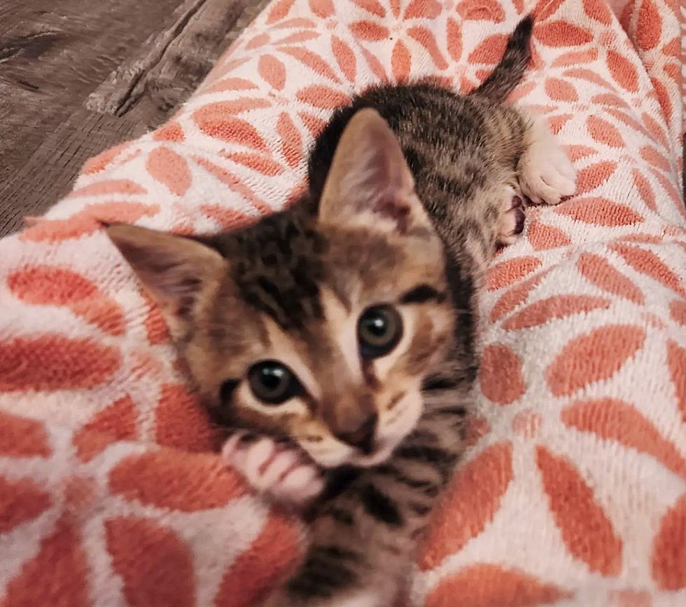 lap tabby kitten