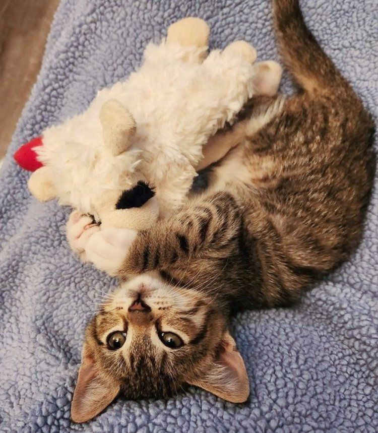 tabby kitten toy