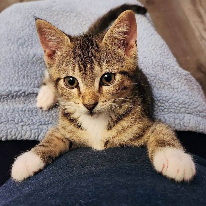 snuggly tabby kitten