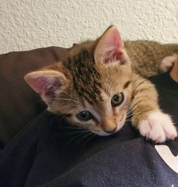 shoulder kitten tabby