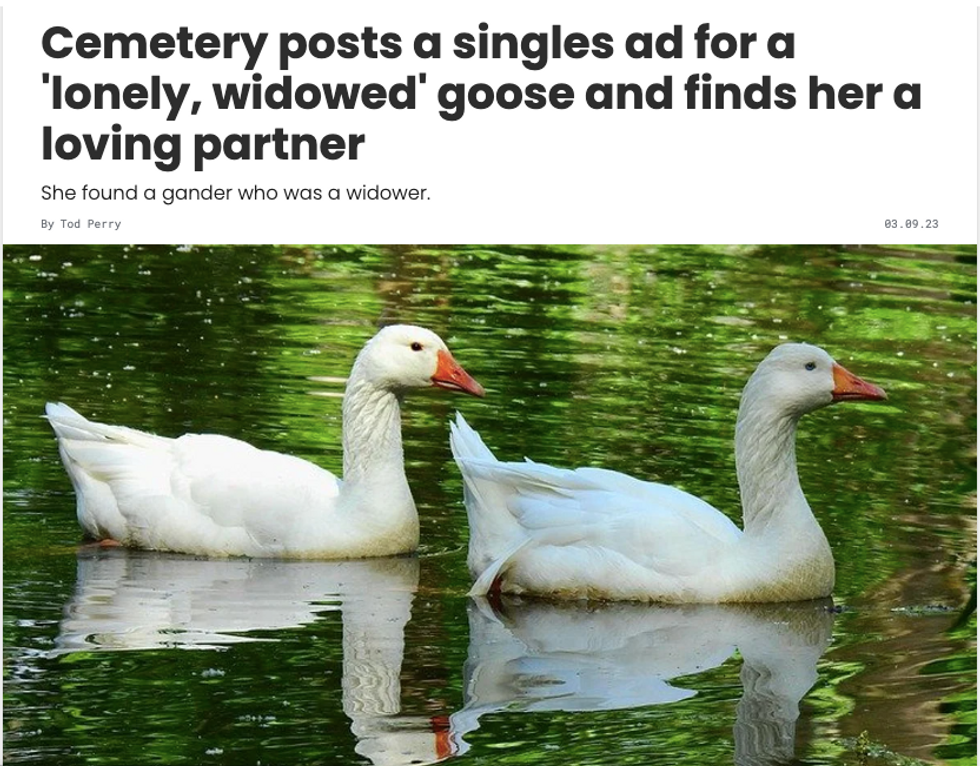 two geese swimming