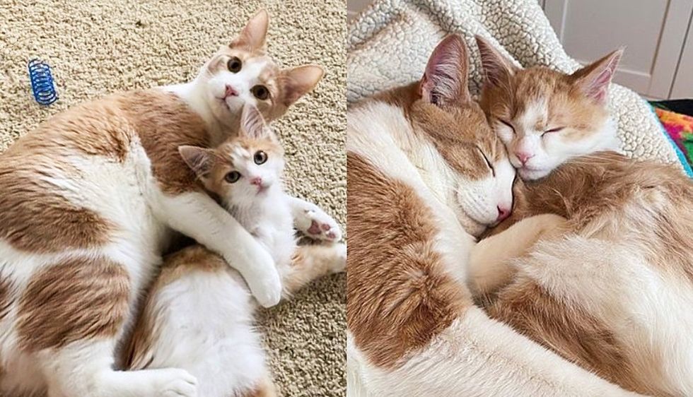 Kitten Was Outside House Seeking Help, Ended Up with a Cat Teaching Him Everything