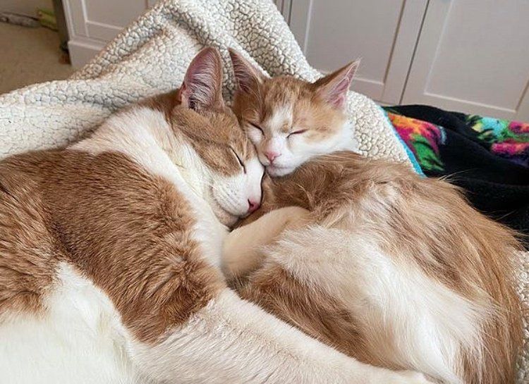 best friends cats